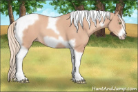 Horse Color:Gold Champagne Tobiano Frame 