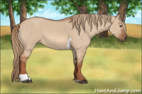 Horse Color:Red Dun Tobiano