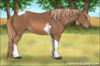 Horse Color:Chestnut Sabino Tobiano 