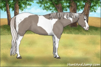 Horse Color:Silver Grullo Sabino Splash Tobiano