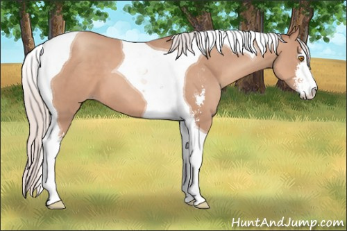 Horse Color: Silver Classic Champagne Sabino Tobiano 
