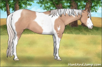 Horse Color:Silver Classic Champagne Sabino Tobiano