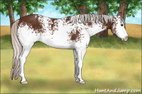 Horse Color:White Spotted Silver Brown Sabino 