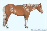 Horse Color:White Spotted Silver Bay Tobiano 