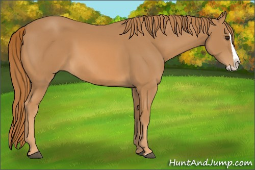 Horse Color: Chestnut Splash 