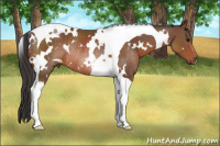 Horse Color:White Spotted Bay Tobiano Rabicano 