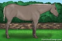 Horse Color:Silver Grullo 