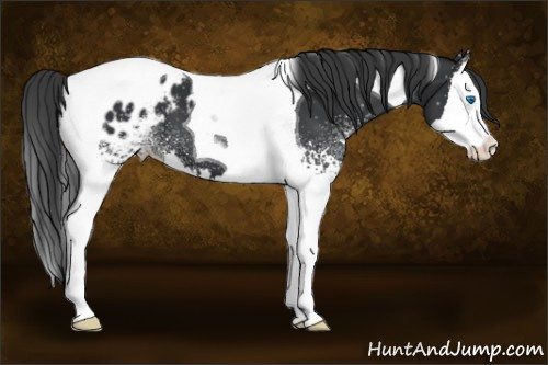 Horse Color: White Spotted Black Splash Tobiano Blanket 