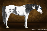 Horse Color:White Spotted Black Splash Tobiano Appaloosa