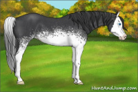 Horse Color:White Spotted Blue Roan Splash 