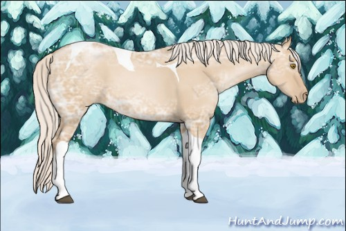 Horse Color: Silver Grullo Ice Pearl Sabino Tobiano 