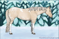 Horse Color:Silver Grullo Ice Pearl Sabino Tobiano