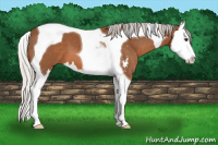 Horse Color:Silver Bay Sabino Splash Tobiano