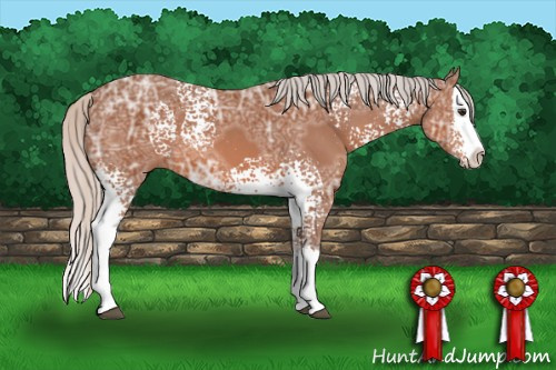 Horse Color: White Spotted Silver Bay Ice Sabino Splash 