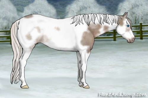 Horse Color: White Spotted Silver Grullo Splash Tobiano Frame 
