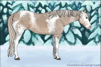 Horse Color:White Spotted Silver Grullo Ice Splash Tobiano 