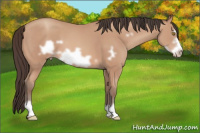 Horse Color:Amber Champagne Frame 