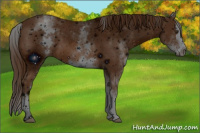 Horse Color:ERROR: UNKNOWN ANOMALY