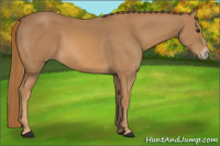 Horse Color:Chestnut Frame