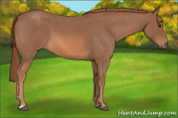Horse Color:Red Roan 