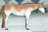 Horse Color:White Spotted Chestnut 