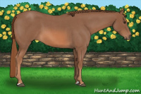 Horse Color:Liver Red Roan 
