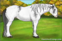 Horse Color:White Spotted Black