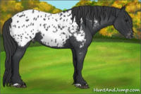 Horse Color:Blue Roan Near Leopard 