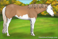 Horse Color:Chestnut Splash 