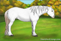 Horse Color:Bay Roan Appaloosa 