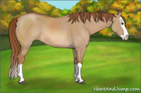 Horse Color:Red Dun Splash Rabicano 