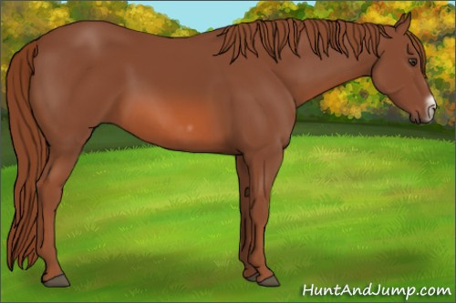 Horse Color: Liver Chestnut Frame 