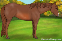 Horse Color:Liver Chestnut Frame 