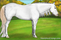 Horse Color:White Spotted Classic Cream Champagne Dun Appaloosa 