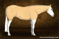 Horse Color:Palomino Splash