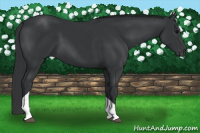 Horse Color:Black Tobiano 