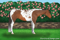 Horse Color:Bay Tobiano 