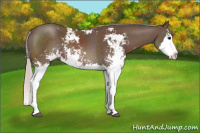 Horse Color:Silver Black Sabino Splash