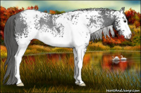 Horse Color:White Spotted Brown Snowcap Rabicano 