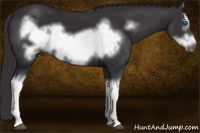 Horse Color:Smoky Black Splash Frame 