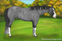 Horse Color:Blue Roan Sabino Splash