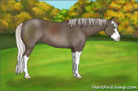 Horse Color:Silver Black Sabino Splash