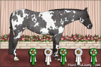 Horse Color:White Spotted Smoky Blue Roan 