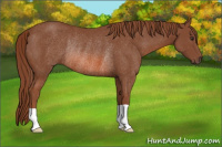 Horse Color:Liver Chestnut Rabicano 