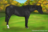 Horse Color:Gray Black 