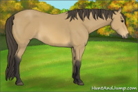 Horse Color:Buckskin 