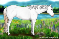 Horse Color:Red Roan Appaloosa 