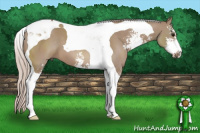 Horse Color:Silver Grullo Sabino Tobiano 