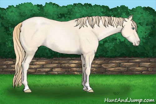 Horse Color: Smoky Black Pearl 