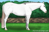 Horse Color:Blue Roan Appaloosa